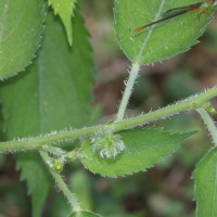 Tragia involucrata L.